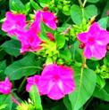 Mirabilis jalapa